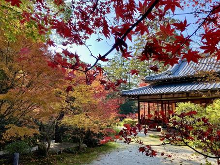 秋の景色 秋の景色 南禅寺,南禅院,日本家屋の写真素材