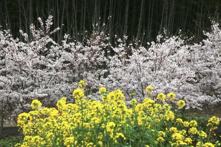 桜と菜の花 桜,菜の花,花の写真素材