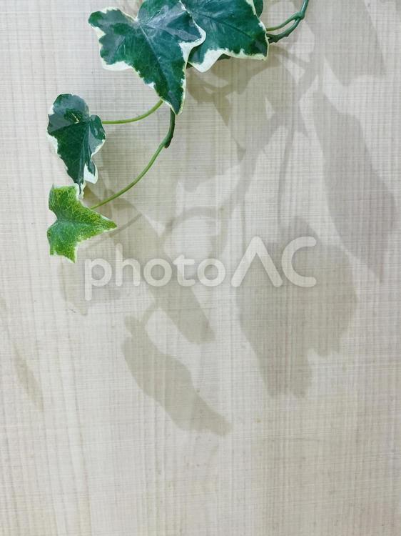 植物と板　影 植物,作り物,木の写真素材