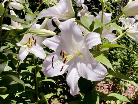 ユリ ユリ ユリ,百合,花の写真素材