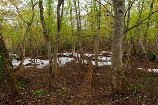 250506津南町見倉かたくりの花 新潟県,中魚沼郡,津南町の写真素材