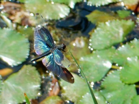【昆虫写真】チョウトンボ(蝶蜻蛉) 【昆虫写真】チョウトンボ(蝶蜻蛉)の写真