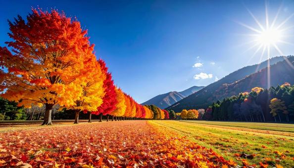 美しい紅葉の並木の風景 美しい紅葉の並木の風景の写真