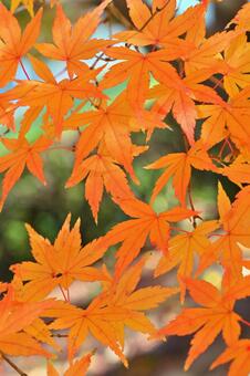 紅葉 紅葉,秋,葉の写真素材