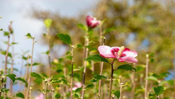 pink flowers, JPG
