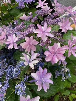 Hydrangea, JPG