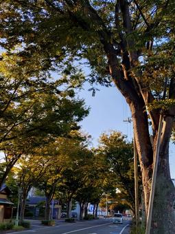 ケヤキのトンネル並木道⑥ けやき,ケヤキ,晴れの写真素材