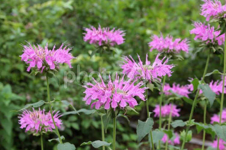 ベルガモットの咲く風景 ベルガモット,ユニーク,夏秋の写真素材