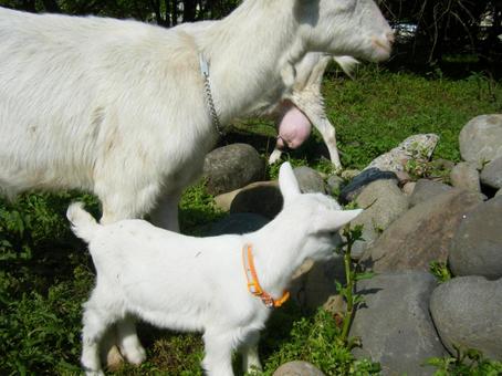 山羊 山羊の写真