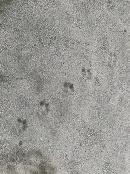 動物が通ったあと 動物が通ったあとの写真