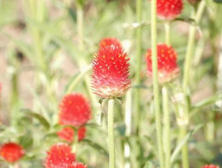 【花の写真】センニチコウ(千日紅) 【花の写真】センニチコウ(千日紅)の写真