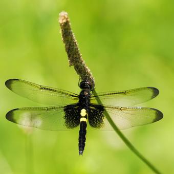 Photo, pseudothemis dragonfly, dragonfly, natural, 