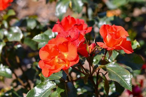 薔薇 のりこ 薔薇 のりこ 薔薇,のりこ,赤の写真素材