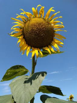 Kiyose Sunflowers, JPG Kiyose Sunflowers, JPG
