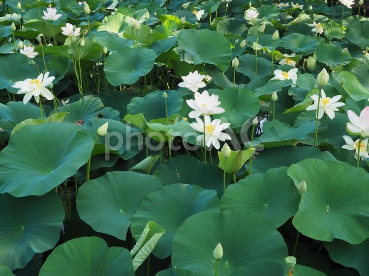 咲きほこる蓮の花 屋外で,栽培,自然の写真素材
