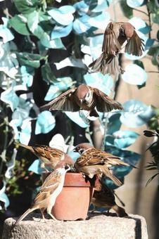 すずめ餌場群れの写真