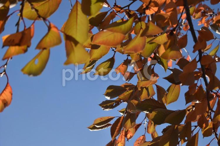 秋の訪れ 色づき,秋,木の写真素材