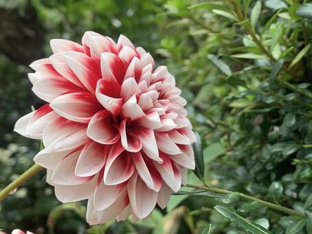 花 花の写真