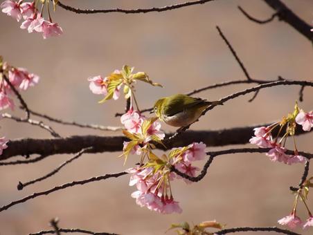 メジロと河津桜。 メジロと河津桜。 メジロ,野鳥,小鳥の写真素材