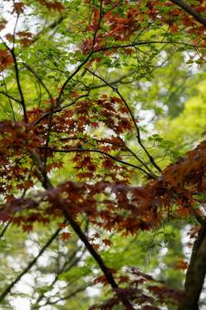春の公園の写真