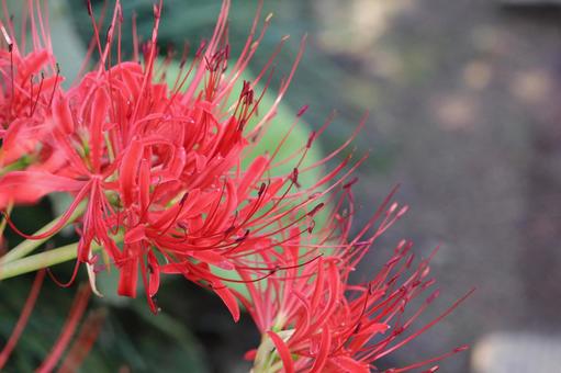 墓地に咲くヒガンバナ 墓地に咲くヒガンバナ ヒガンバナ,彼岸花,曼珠沙華の写真素材