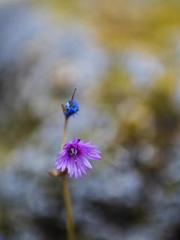 高山に咲く可憐な小花の写真