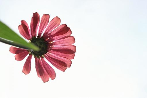 コスモスが背を伸ばす10月の空 コスモスが背を伸ばす10月の空 コスモス,秋桜,フラワーの写真素材