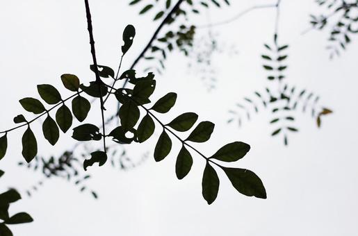 葉と曇り空 葉と曇り空の写真
