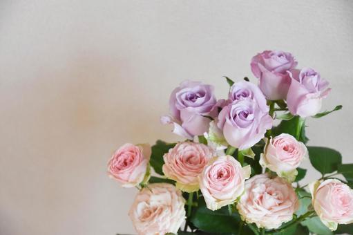 紫とピンクのばらの写真