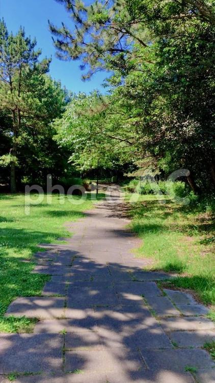 【葛西臨海公園】夏の自然豊かな緑道 葛西臨海公園,緑道,小道の写真素材