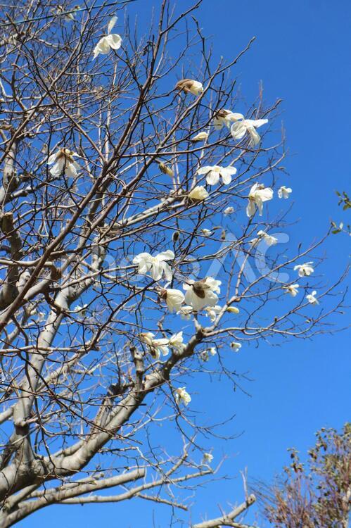 コブシの木 コブシ,花,白いの写真素材