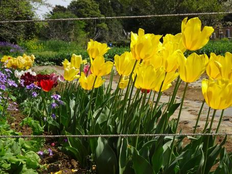 Tulip-4, JPG