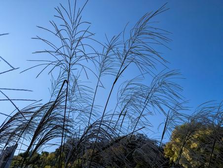 青空のもと風になびくススキ ススキ,秋,雑草の写真素材