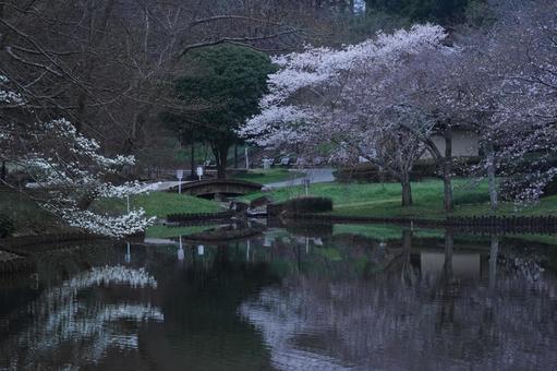 公園の春 公園の春の写真