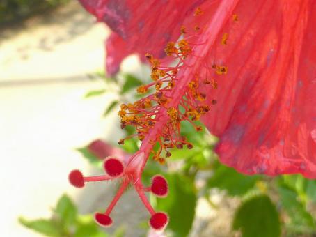 温室で育つハイビスカス・花芯部アップ 温室で育つハイビスカス・花芯部アップ ハイビスカス,花,植物の写真素材