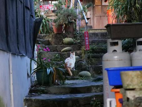 台湾　奮起湖　野良猫 野良猫,地域猫,猫の写真素材