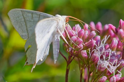花の蜜を吸うウスキツバメエダシャク 花の蜜を吸うウスキツバメエダシャクの写真
