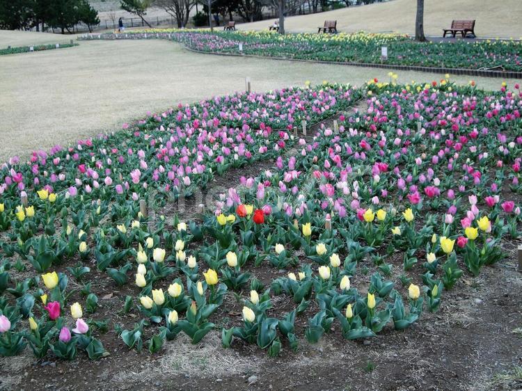 たくさん植えられたチューリップ チューリップ,花,黄色い花の写真素材