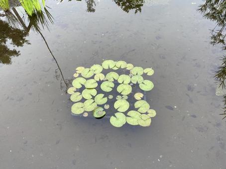 Photo, পুকুর, জলজ, উদ্ভিদ, 