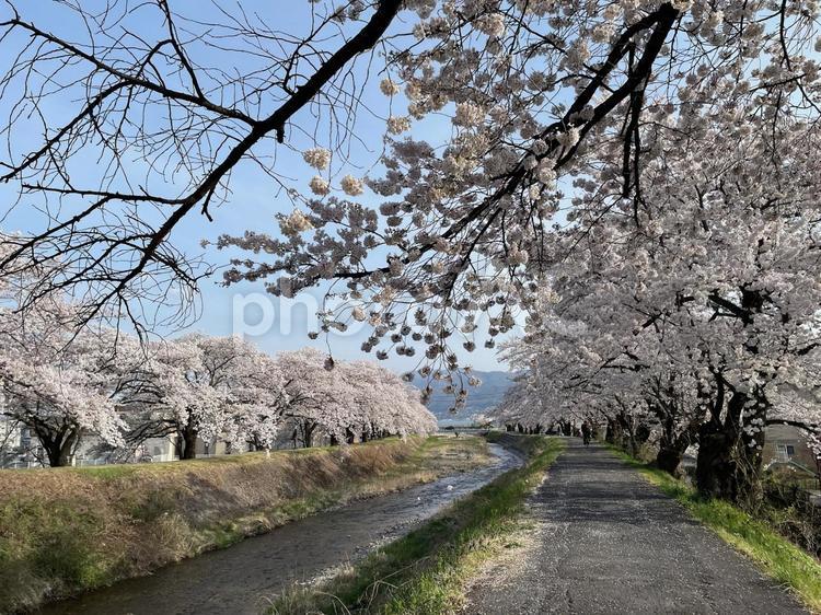 川沿いの桜 桜,桜並木,春の写真素材