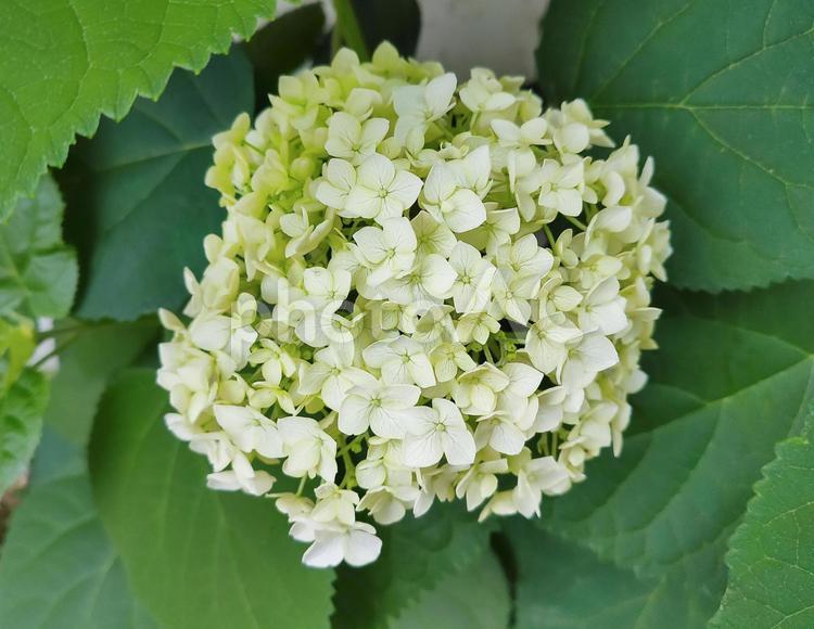 咲きはじめの白い紫陽花（アナベル） 紫陽花,あじさい,アジサイの写真素材