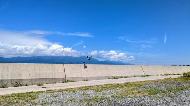 かもめ かもめ かもめ,夏,屋外の写真素材