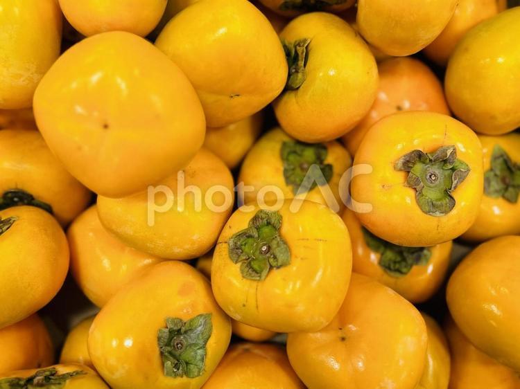 たくさんの柿 柿,秋,たくさんの写真素材