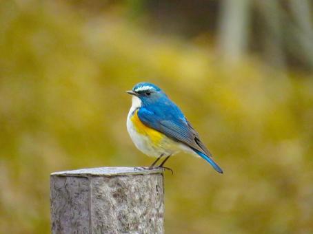 杭の上に留まるルリビタキのオス 杭の上に留まるルリビタキのオス ルリビタキ,瑠璃鶲,野鳥の写真素材