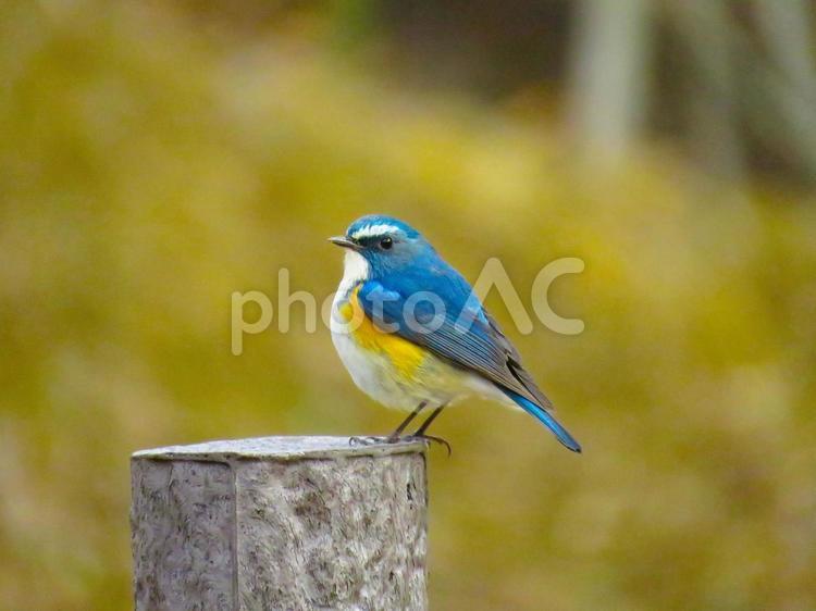 杭の上に留まるルリビタキのオス ルリビタキ,瑠璃鶲,野鳥の写真素材