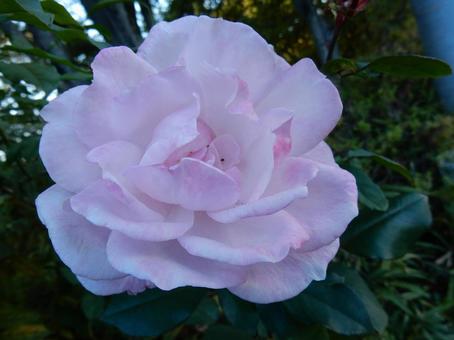 【薔薇の写真】バラの花 バラ,薔薇,植物の写真素材