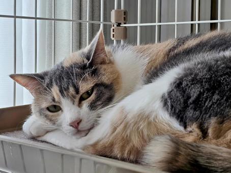 Cat relaxing in a cage, JPG
