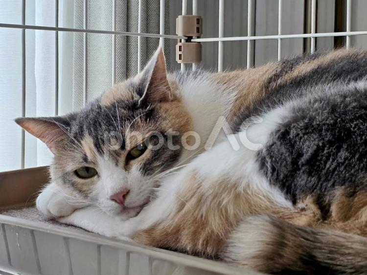 ケージの中でくつろぐ猫 猫,ネコ,三毛猫の写真素材
