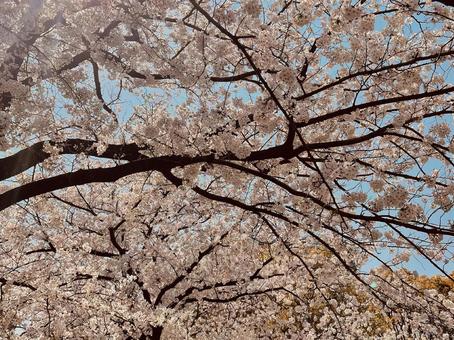 桜と青空03 桜と青空03の写真