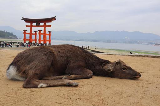 宮島 鹿 宮島 鹿 宮島,鹿,フェリーの写真素材